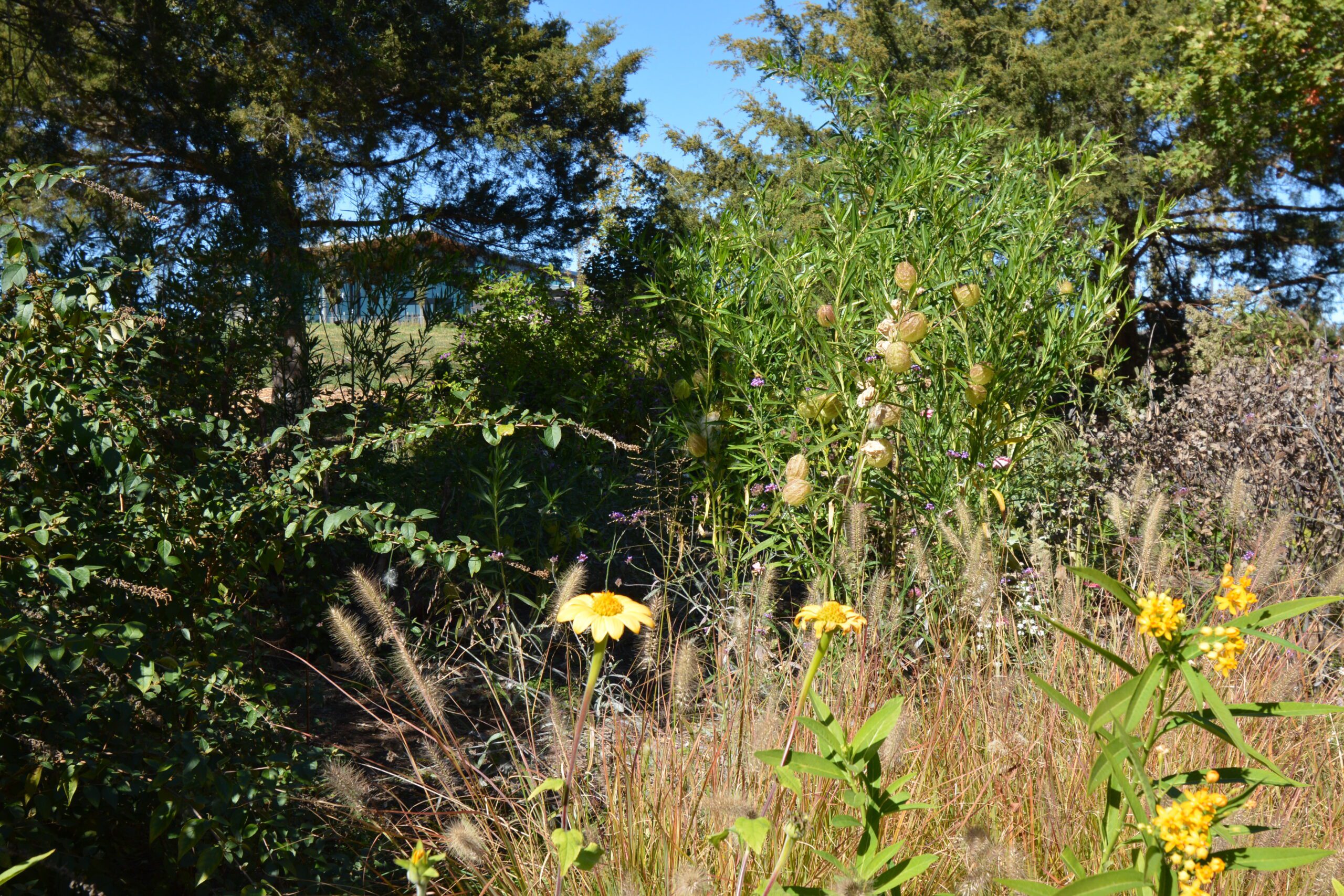 Flowers In A Meadow