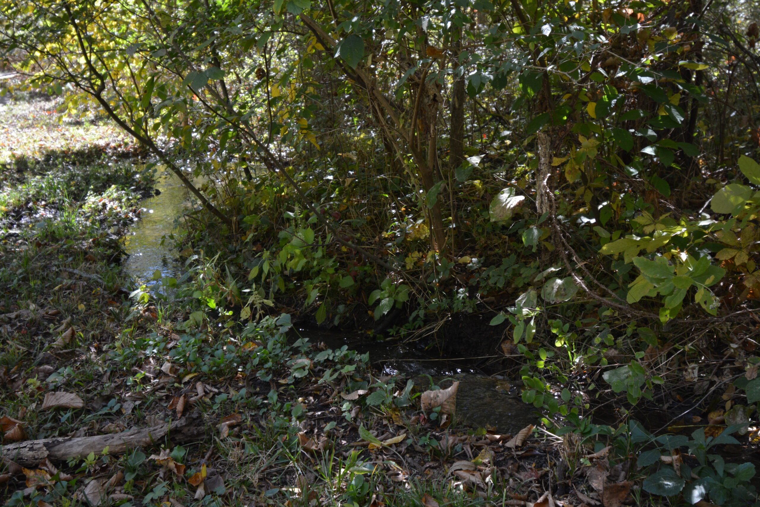 Small Backyard Creek