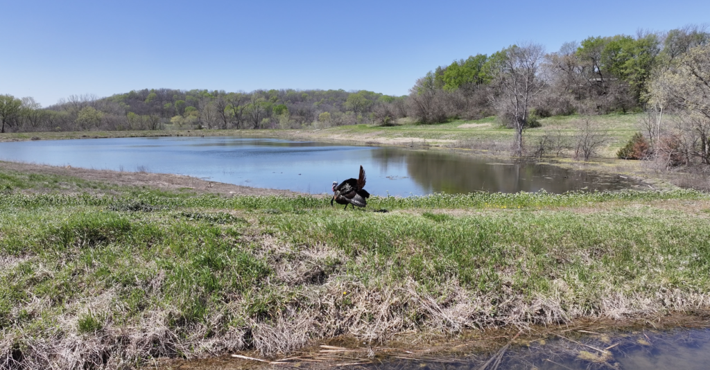 Turkey vulture standing on a grassy bank by a calm lake under a blue sky.